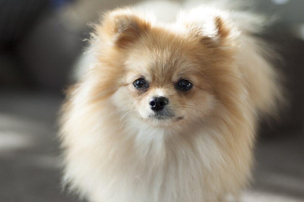 small dog breeds - pomeranian dog
