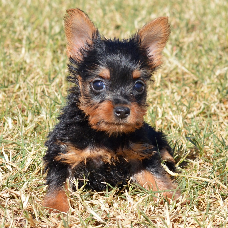 silky terrier