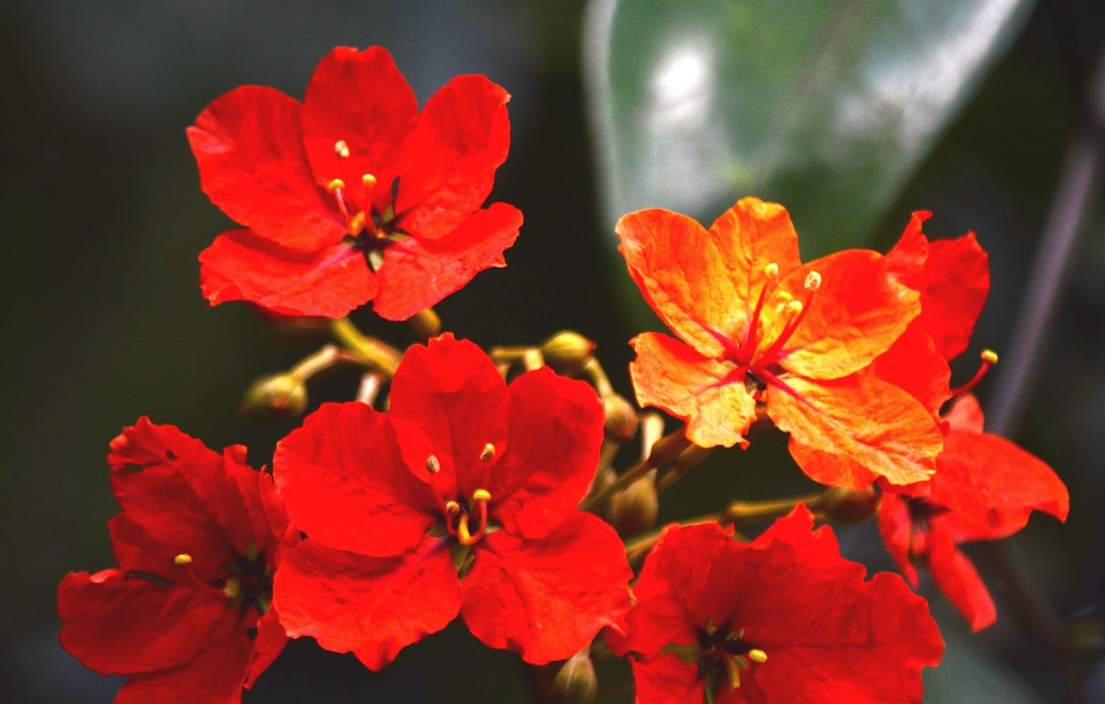 Red Bauhinia (Bauhinia variegata)
