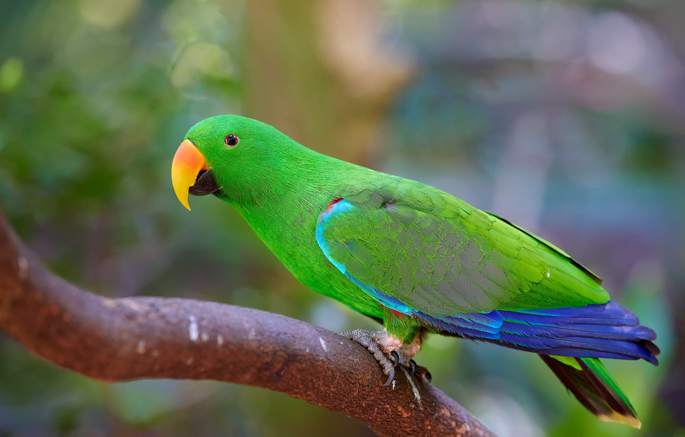 Eclectus Talking Parrot