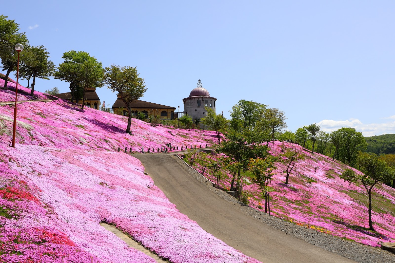 3.滝上町「芝ざくら滝上公園」