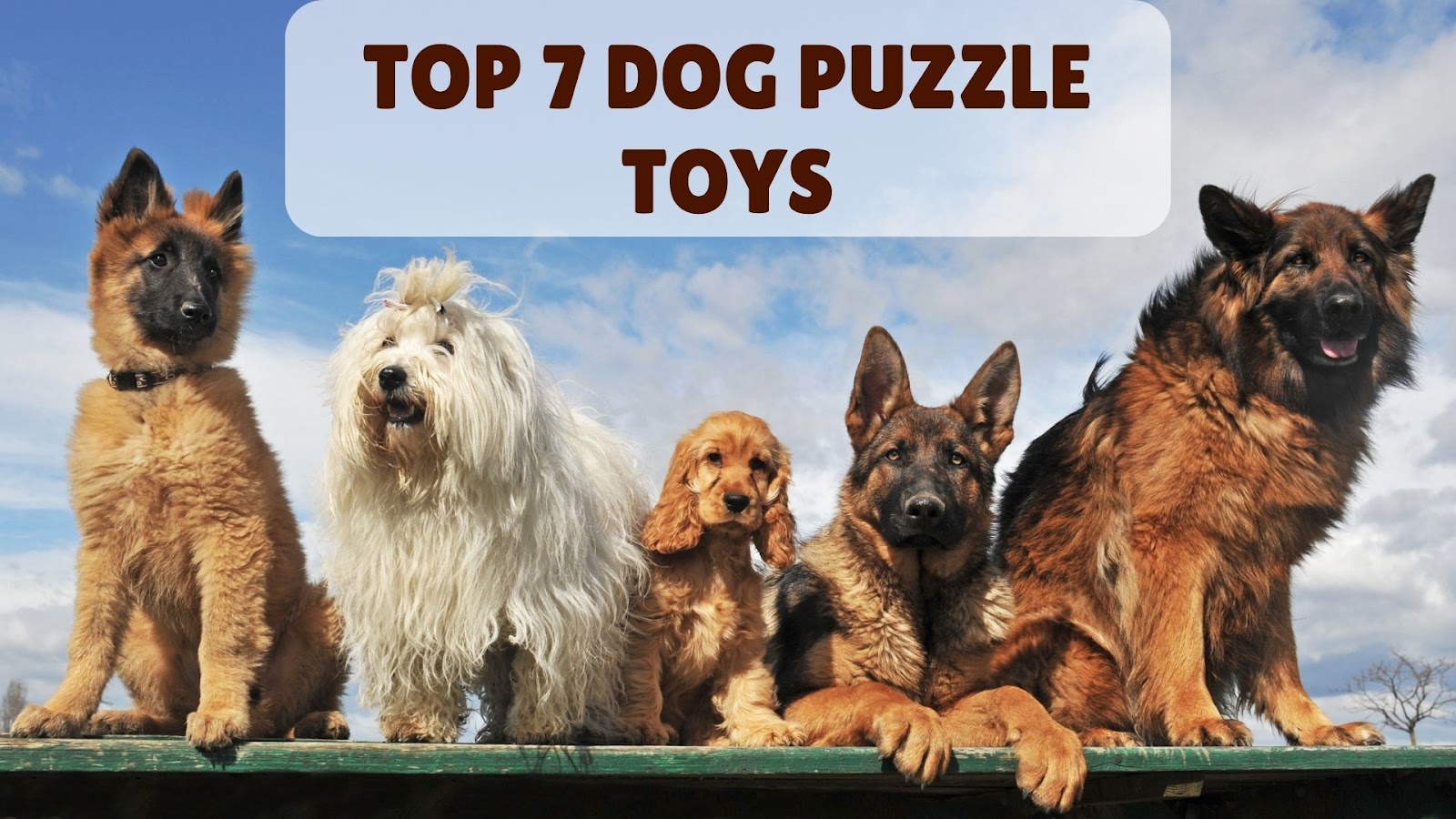 Dog Puzzle Toys