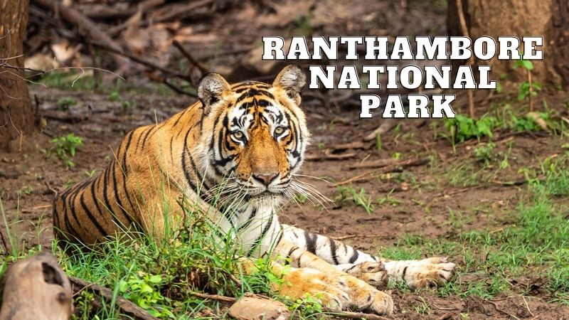 Ranthambore national park
