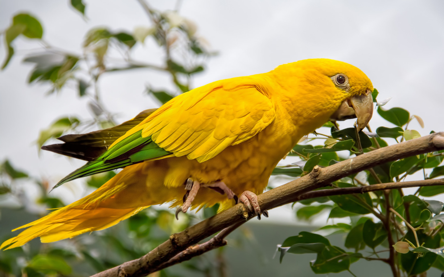 Quaker Parrot Yellow