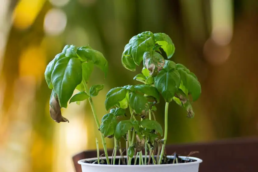 Overwatering