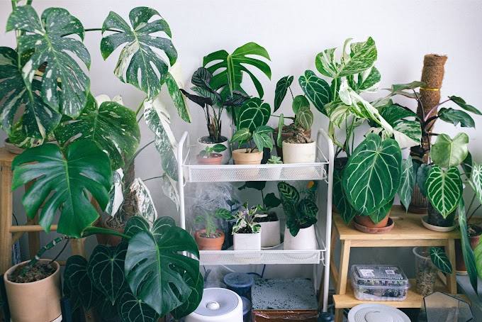 How Indoor Plants Improve Mental Health - Top 10 Indoor Plants