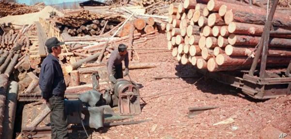 지난 2003년 5월 러시아 극동 아무르주 자린그라의 제재소에서 북한 벌목공들이 일하고 있다.