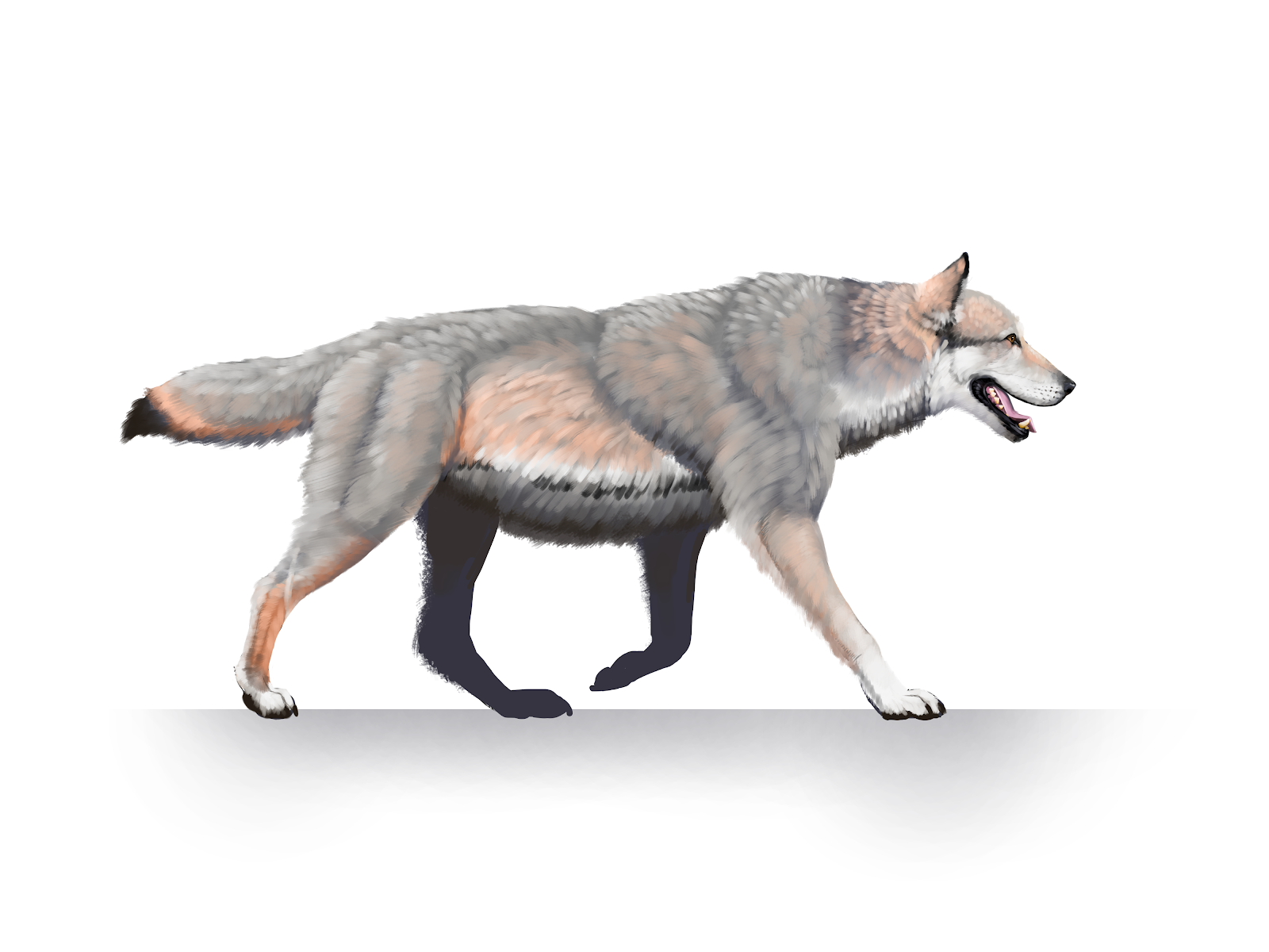 illustration of a wolf walking