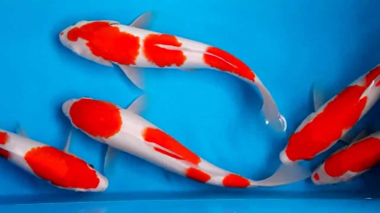 10 Jenis Ikan Koi Lokal: Tips Memilih dan Merawatnya