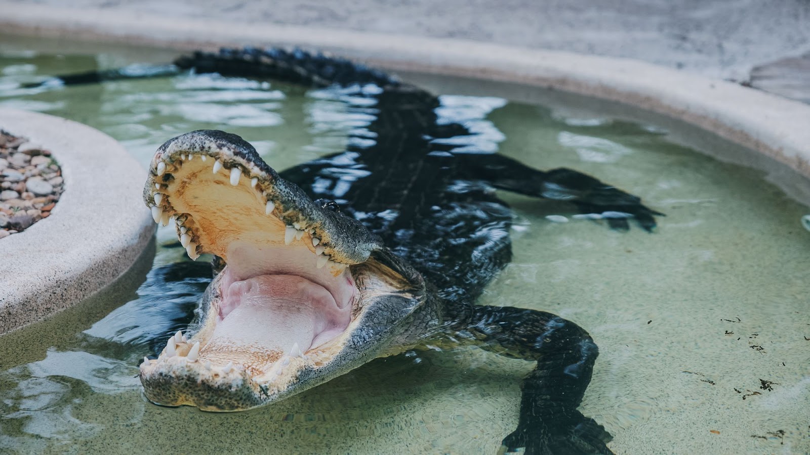 An adult gator swims in a pool at the Wild Florida's Gator Park