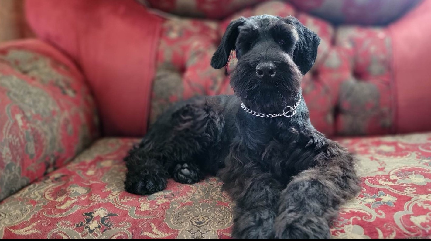 8 week old Black giant schnauzer puppy sitting on a red sofa 