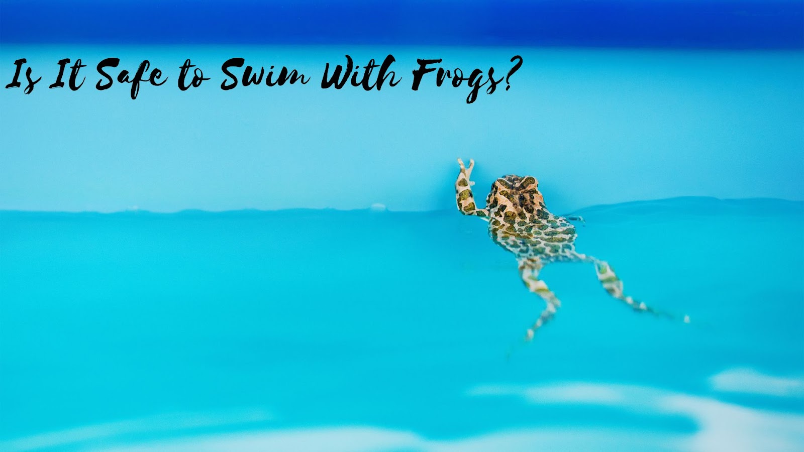 Is It Safe to Swim With Frogs?