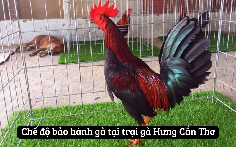 Chế độ bảo hành gà tại trại gà Hưng Cần Thơ