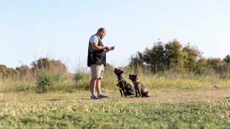 German Shepherd's Protective Instinct : A Guard Dog Guide 