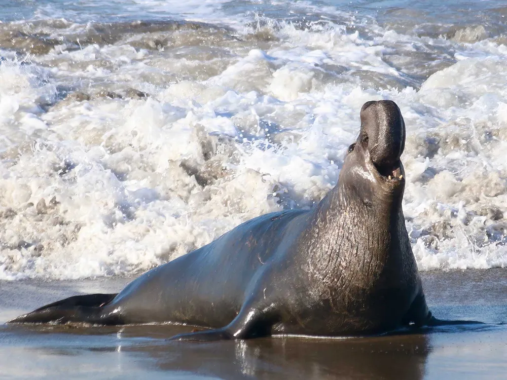 Elephant Seal - 5,000 kg