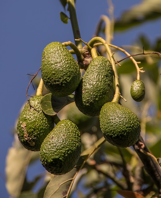 Avocado Fruit Drop and How to Prevent It