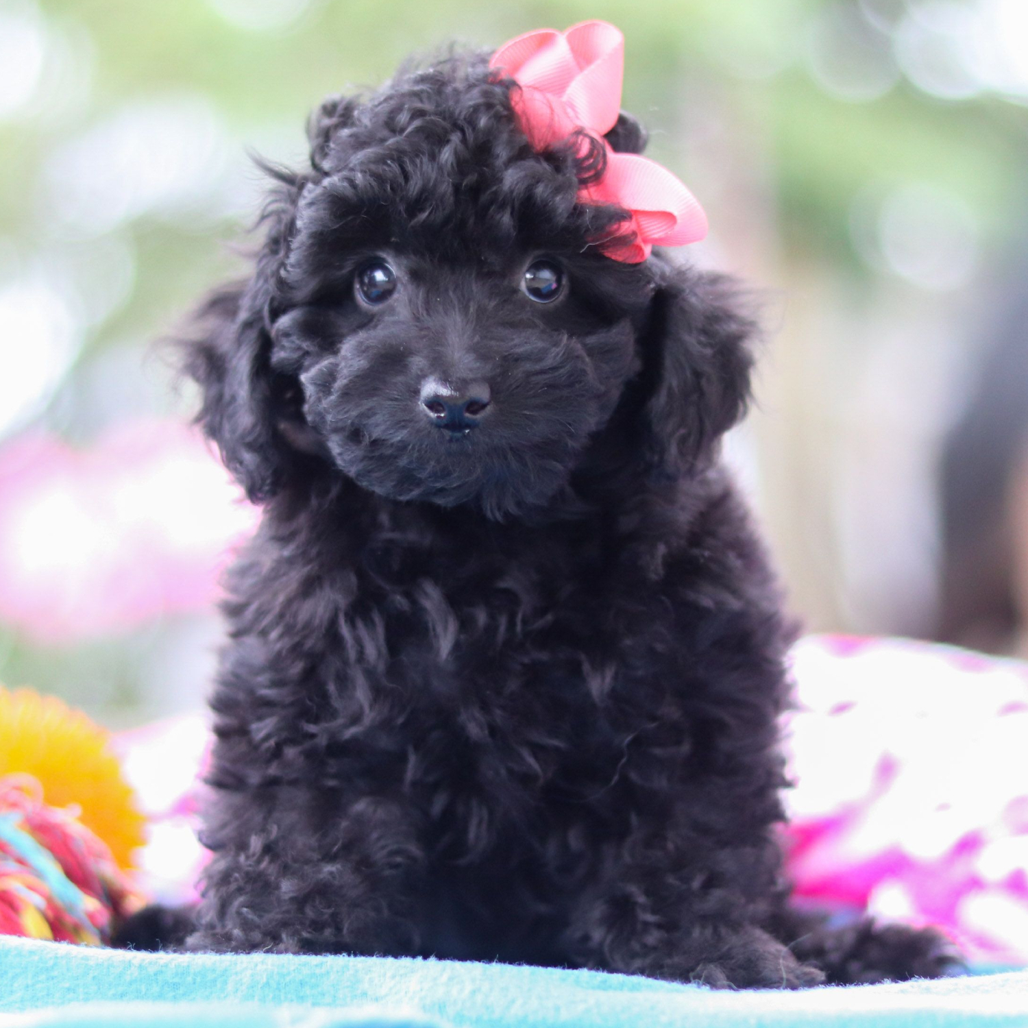 black poodle puppy