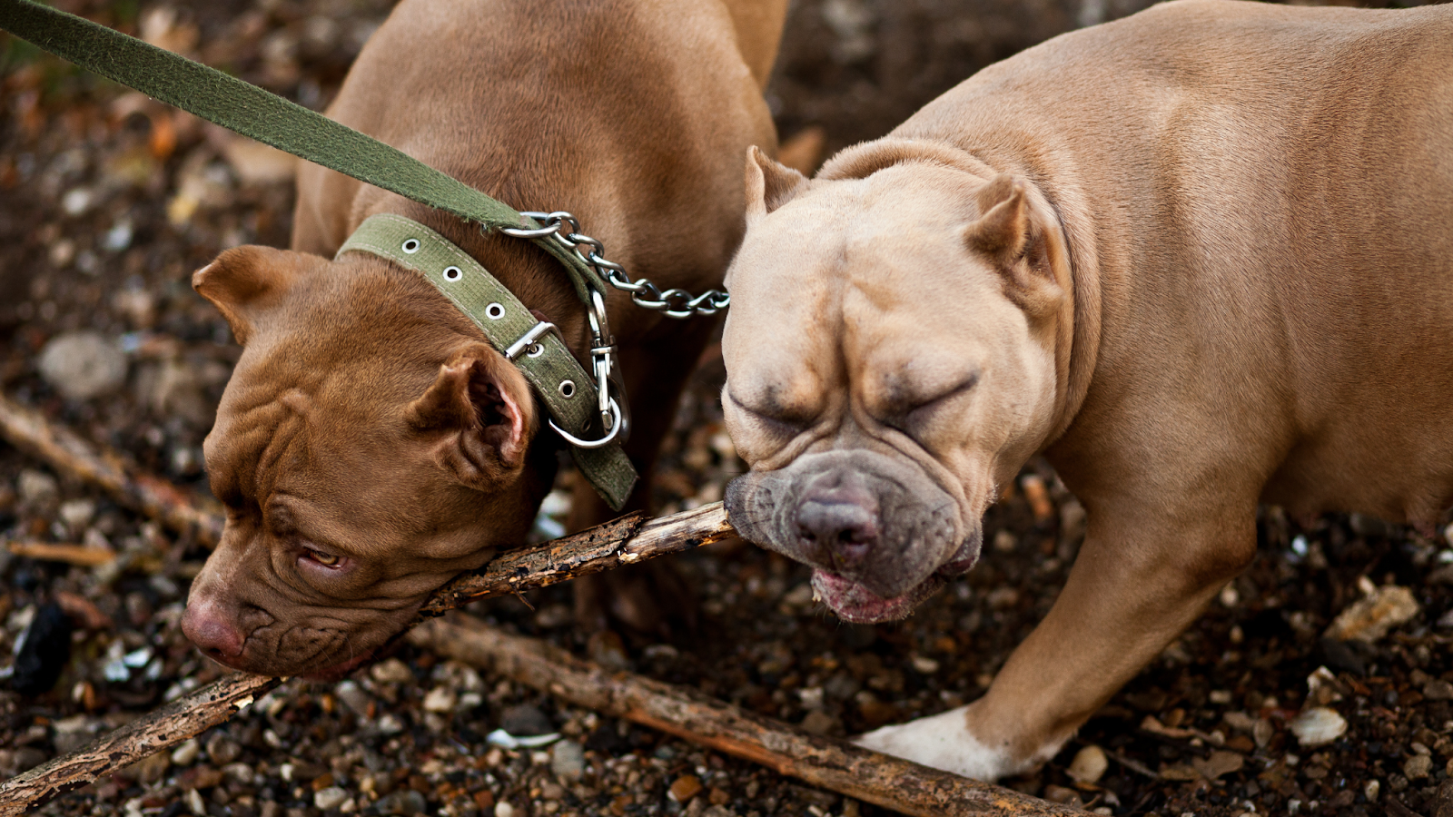 Two Americna Bully dogs chewing on stick may get something stuck in teeth that may cause bad breath