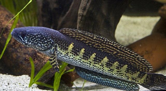 The dark word monster- Snakehead fish