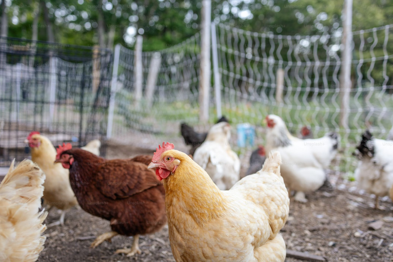 Group of chickens in a fenced coop