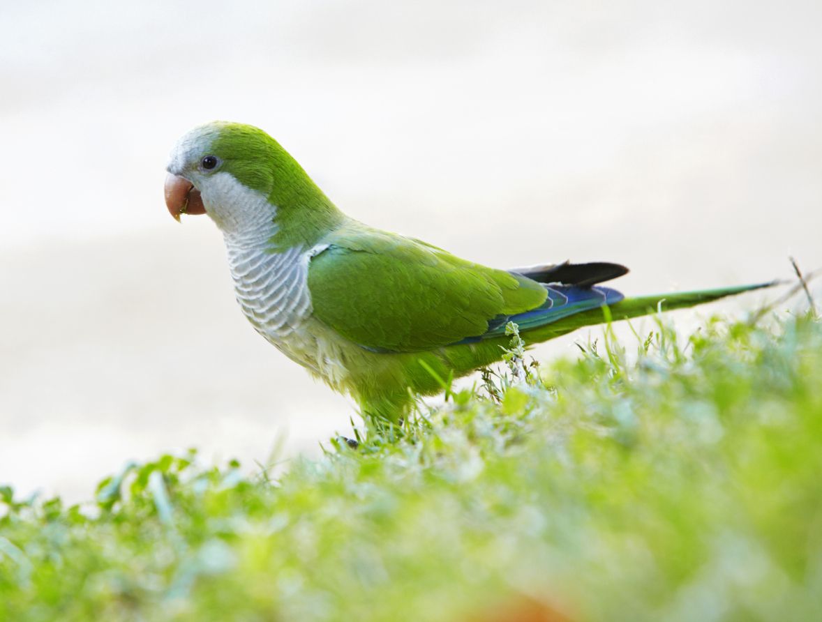 Quaker Parrots Green