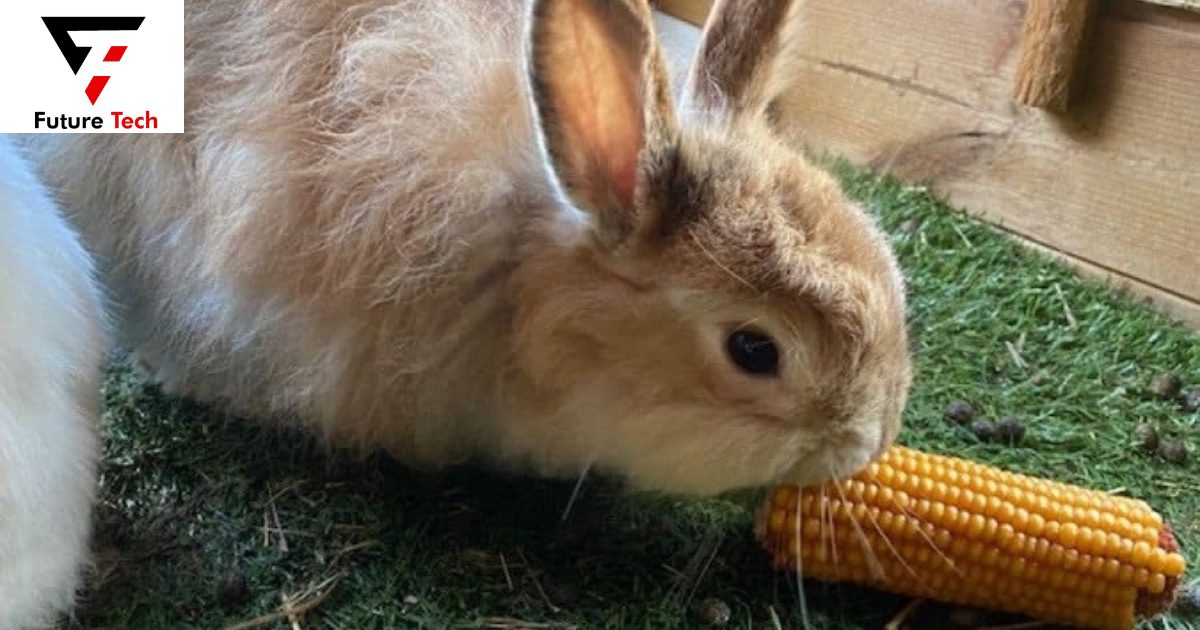 Rabbit Nutritional Risks Associated with Corn Eating