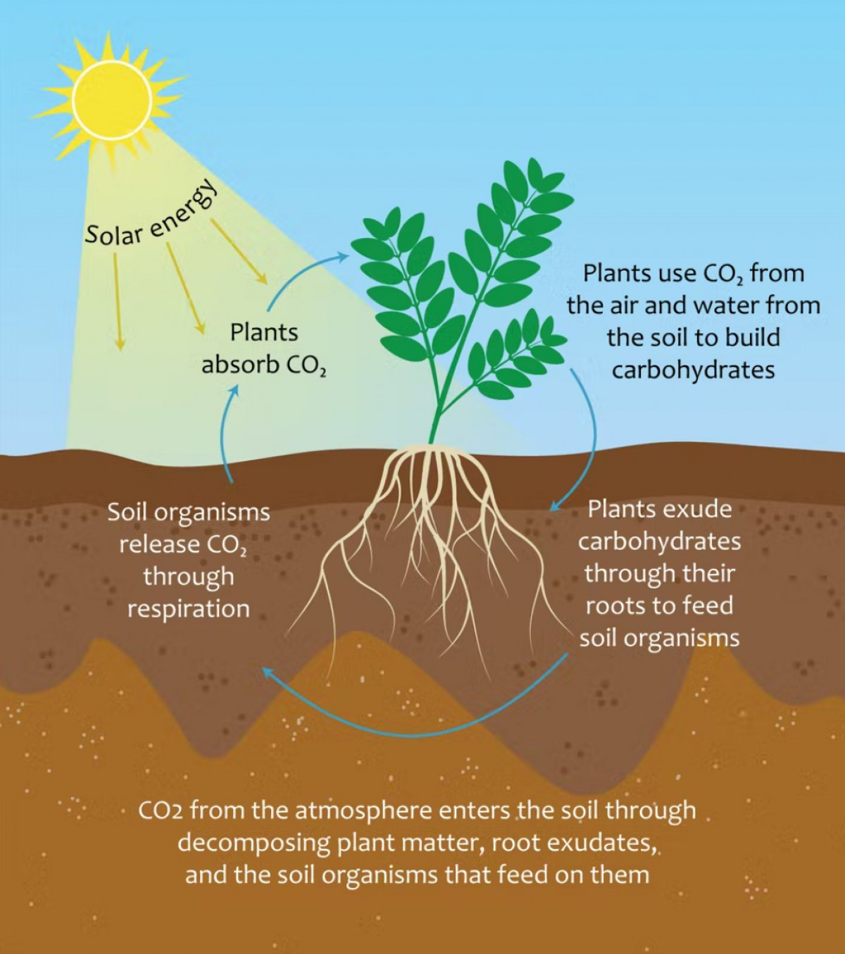 Carbon farming: Explained | UPSC | Prelims & Mains