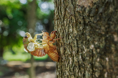 The - Farmers' -  Battling - the - Mass - Destruction - of - Crops - by - Cicadas - this - year.