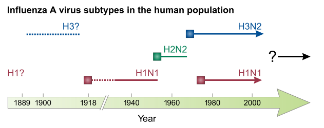 Influenza A virus subtype H2N2 - Wikipedia