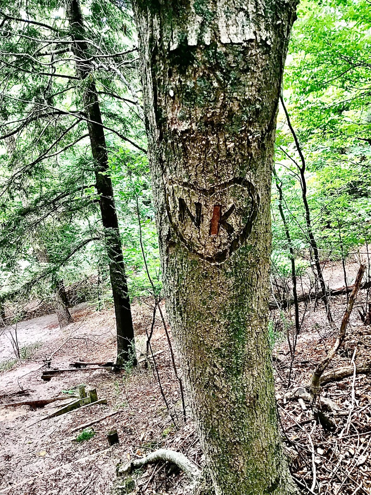 a close-up of a tree with initials carved into it at the woods gay cruising forest near the dunes gay resort in michigan usa
