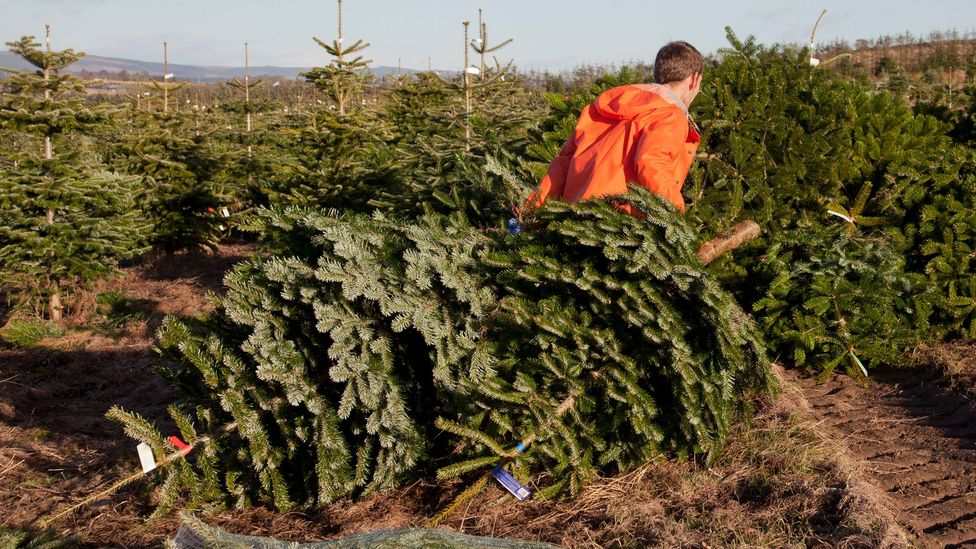 Ensure the tree trunk is straight and can fit securely in your tree stand