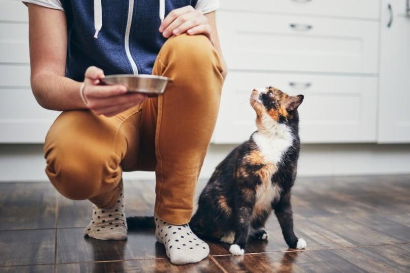 propietario alimentando a su gato