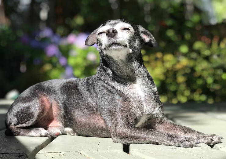 What Age Can Dogs Take CBD