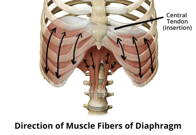 diaphragm-muscle-fibers