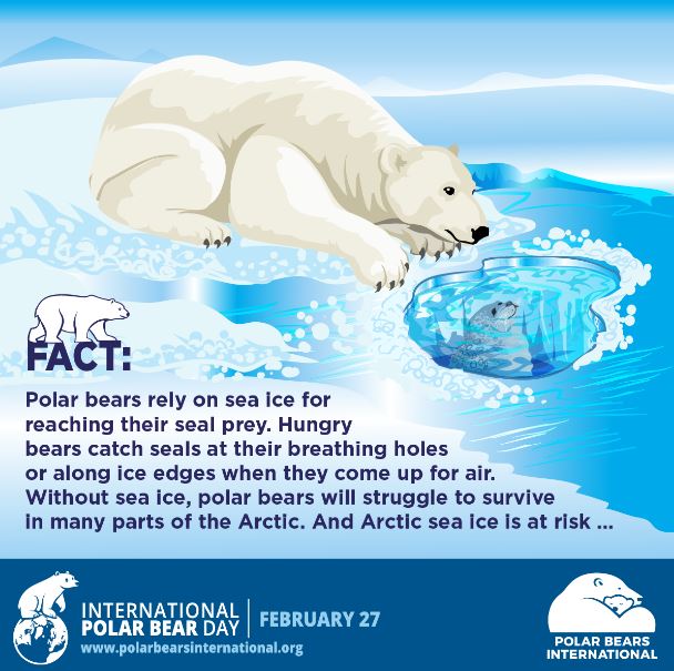 The Toronto Zoo on Twitter: "Why is sea ice so important? ❄️ #SaveOurSeaIce  #PolarBearMonth @PolarBears… "