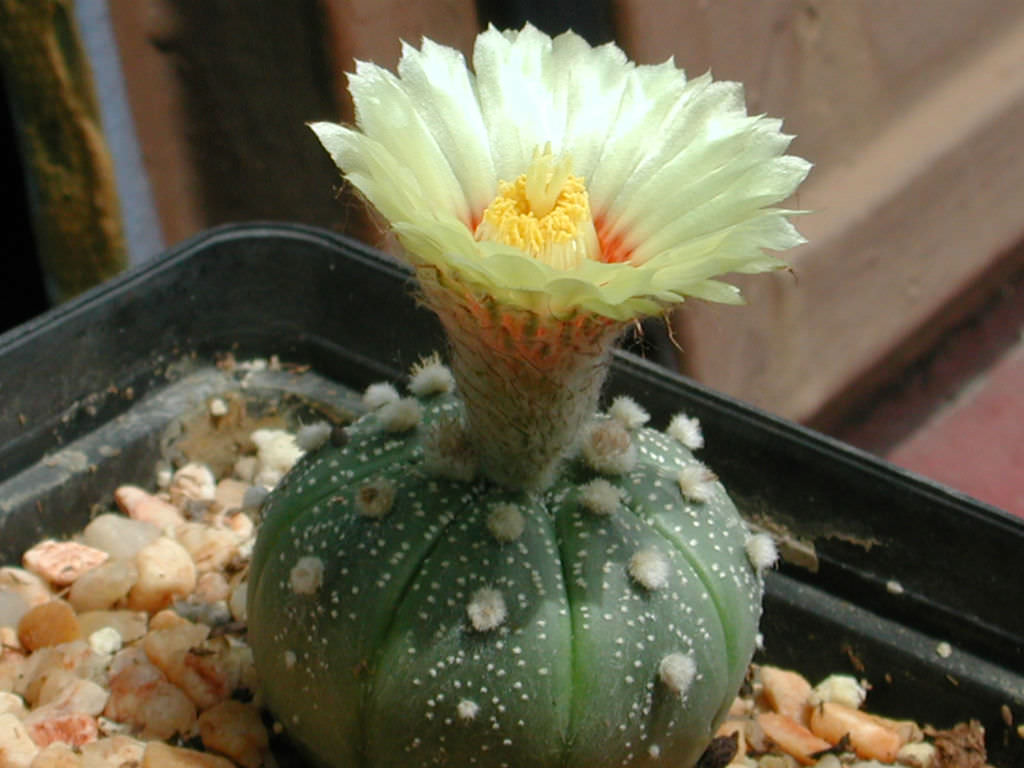 Sand Dollar Cactus (Astrophytum asteria)