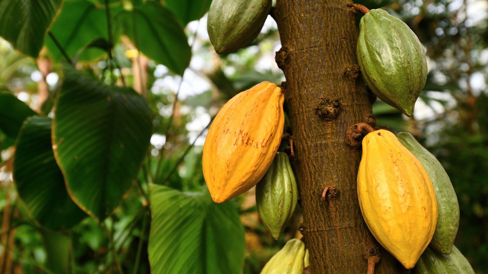 plantacao-de-cacau