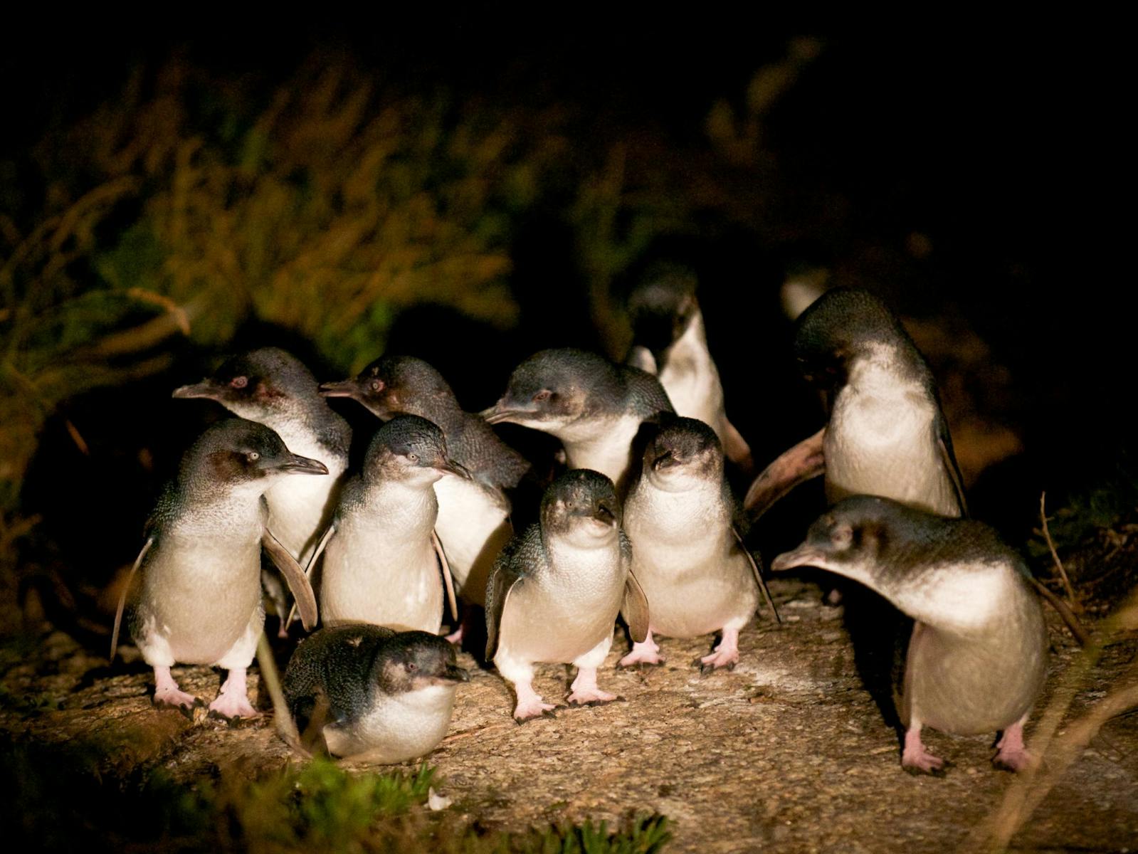 Bicheno Penguin Tours | Tour | Discover Tasmania
