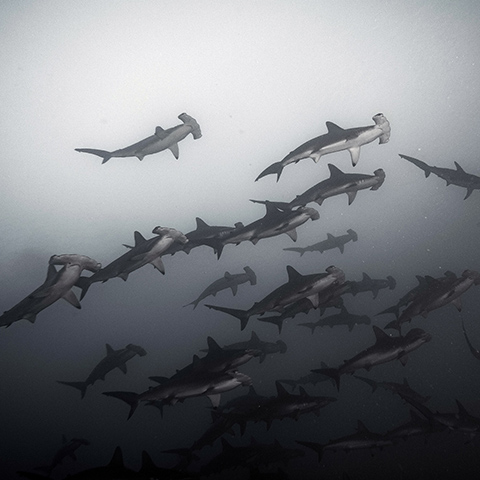 Hammerhead Shark in Banda Sesa