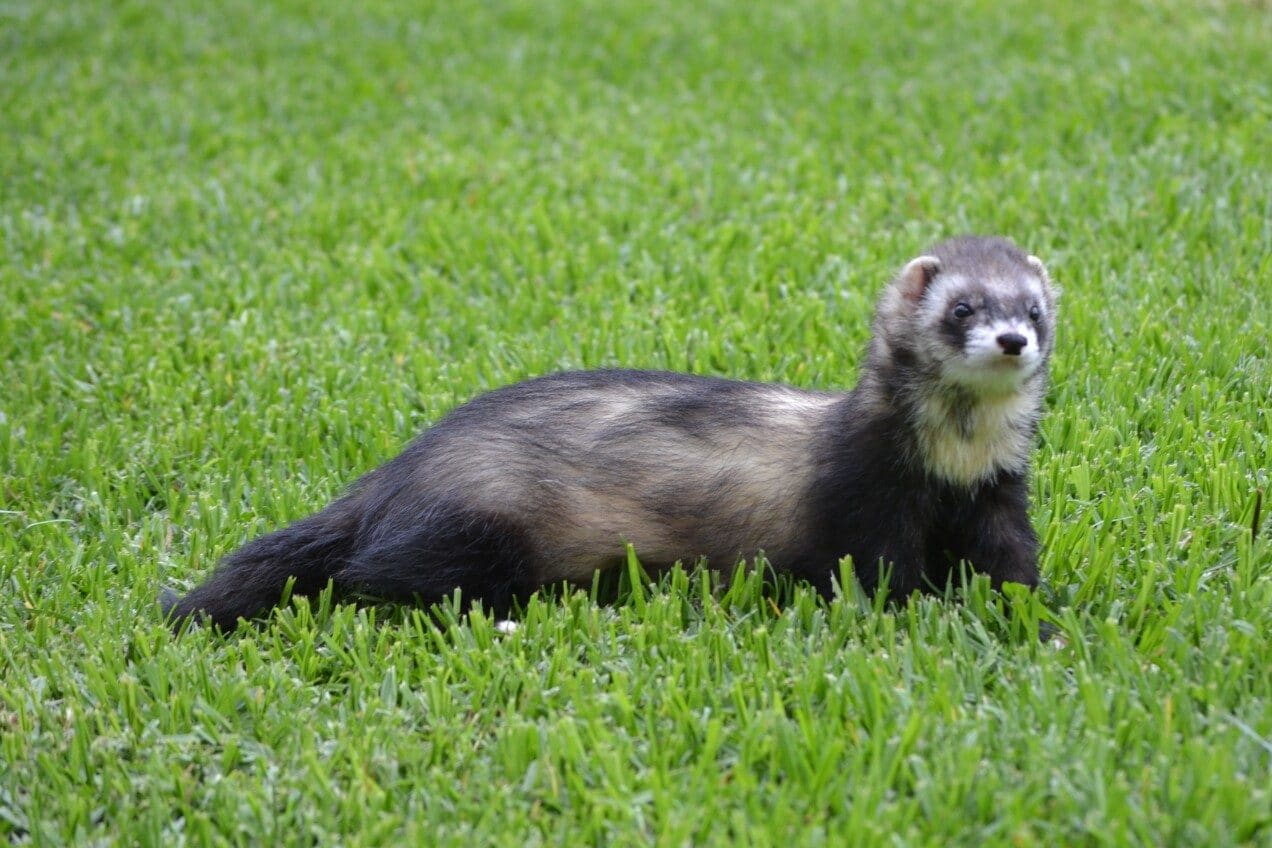 Do Ferrets Shed