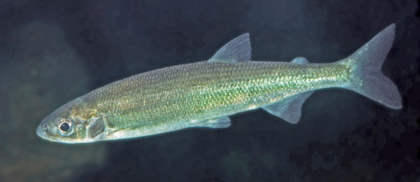 New Zealand Grayling (Photo: New Zealand Geographic)