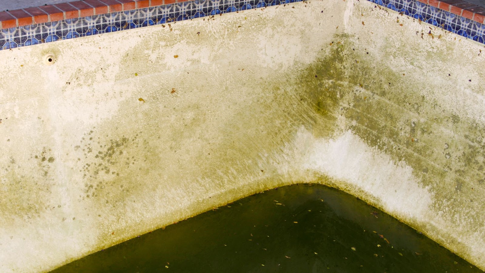 Algae in Pool