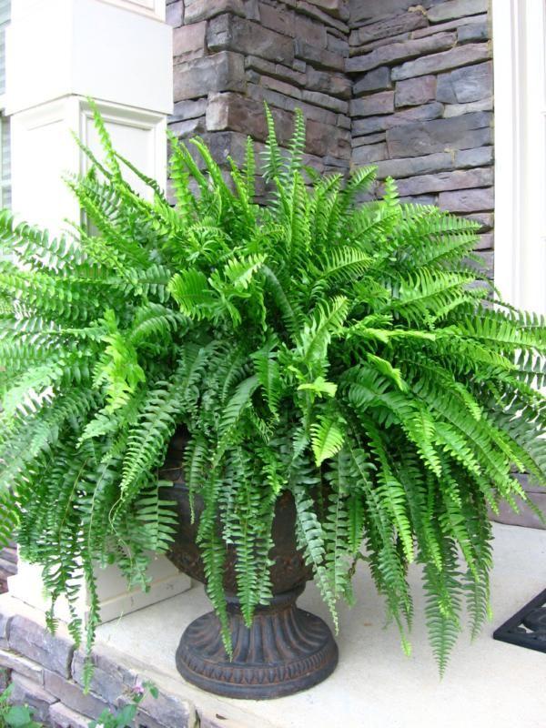 Boston Ferns