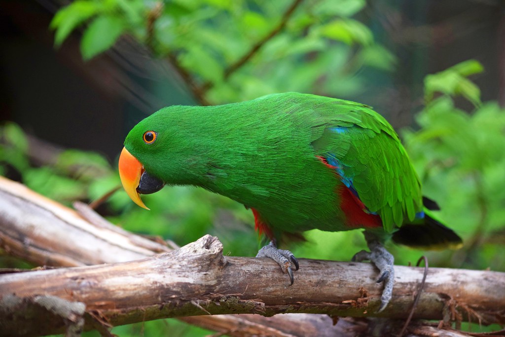 Eclectus Bird Food