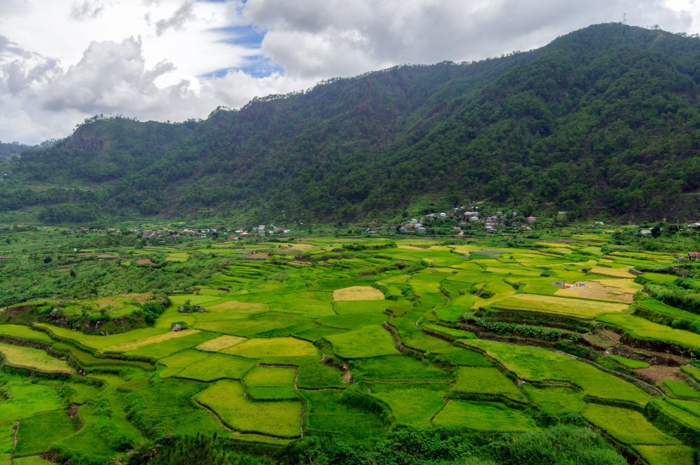 Nagaland has a lot of lush green fields with mountains in the background