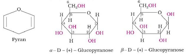 Biomolecules Chemistry Class 12 Notes