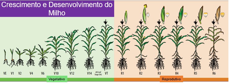 VOQGx2zPbTuSS2Prpqilvs6YdKUuMGZ59Fh692ENWvF Milho Grão: conheça os 5 tipos de grão de milho e faça a escolha certa 