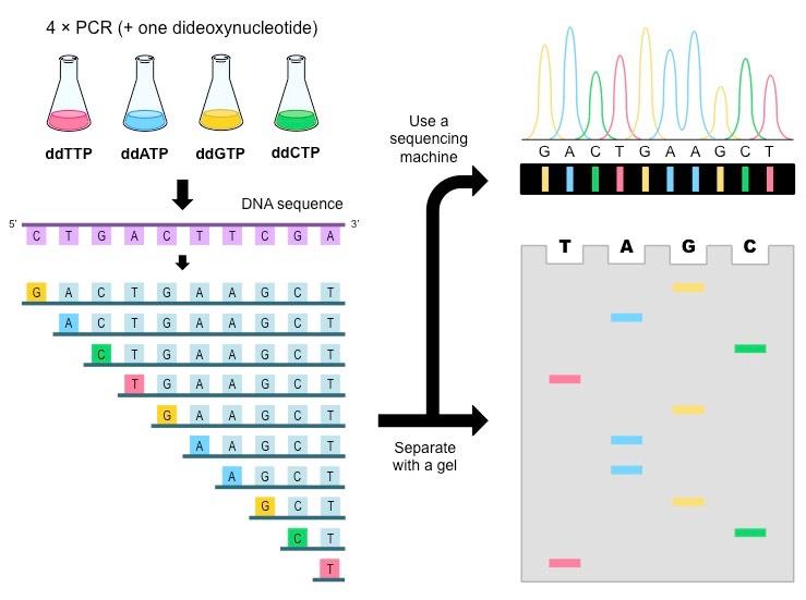 DNA sequencing