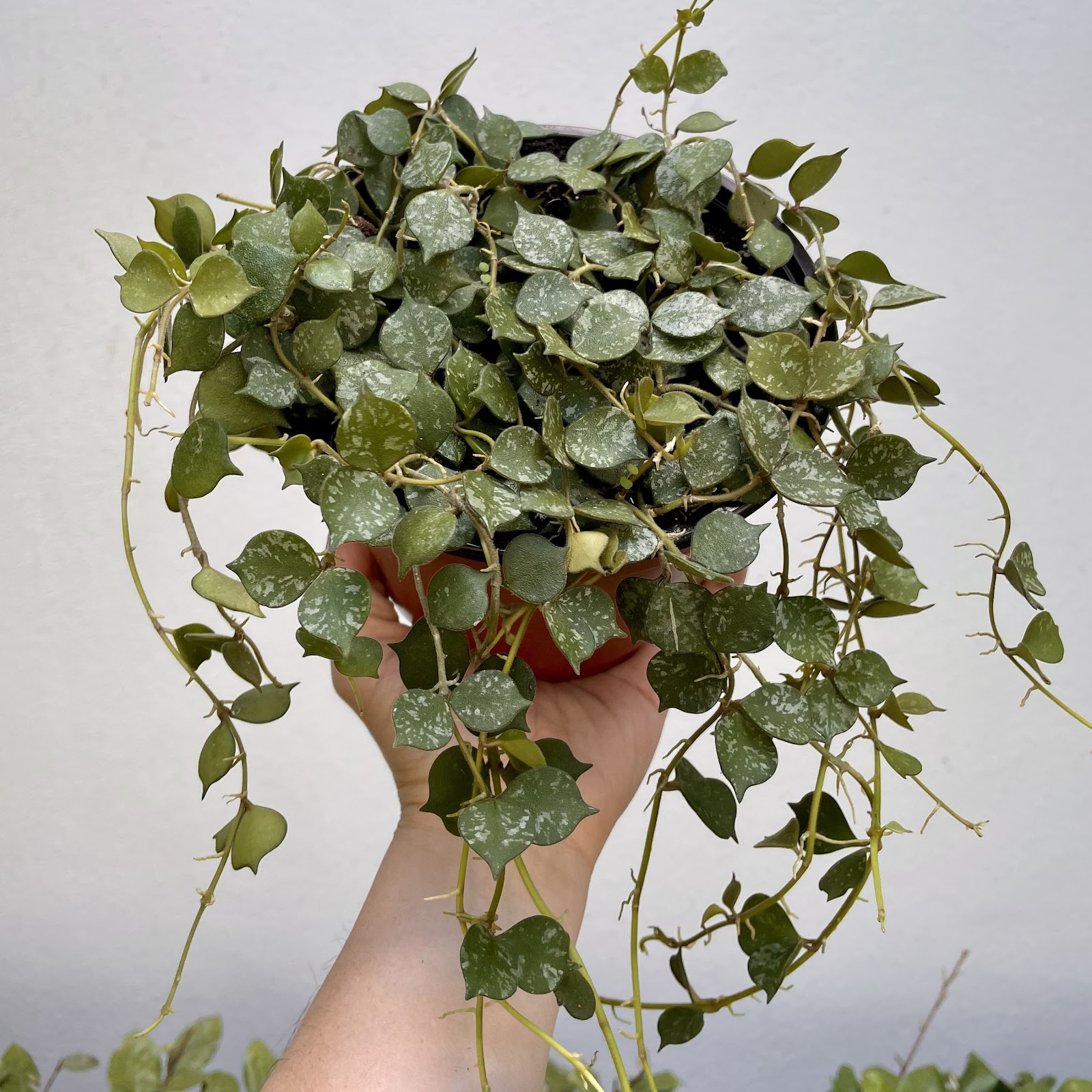 Hoya Curtisii 6 Pot - Etsy