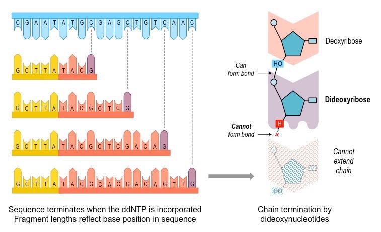 dideoxynucleotides